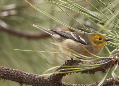 Hermit Warbler