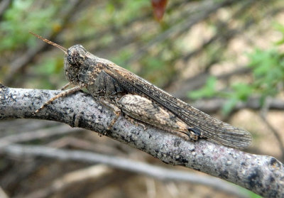 Ligurotettix coquillett; Desert Clicker Grasshopper; female