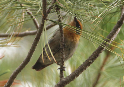 Olive Warbler; male
