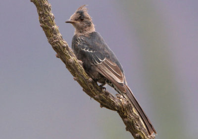 Phainopepla; juvenile