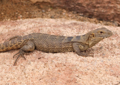 Sonoran Spiny-tailed Iguana; exotic 