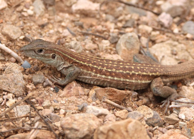 Sonoran Spotted Whiptail 