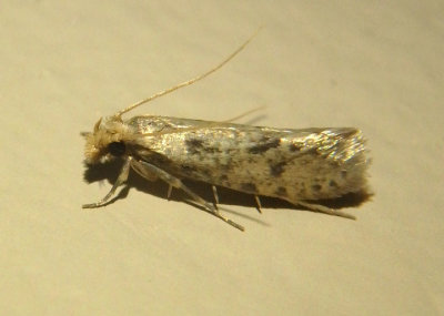 0334 - Amydria effrentella; Burrowing Webworm Moth species