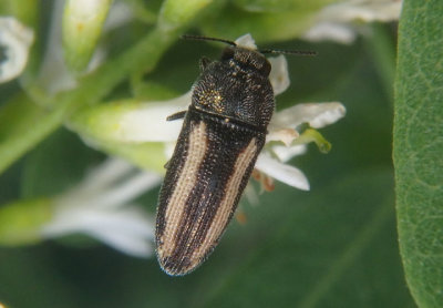Acmaeodera cazieri; Metallic Wood-boring Beetle species