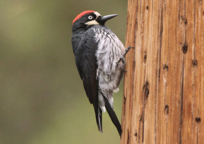 Acorn Woodpecker; male