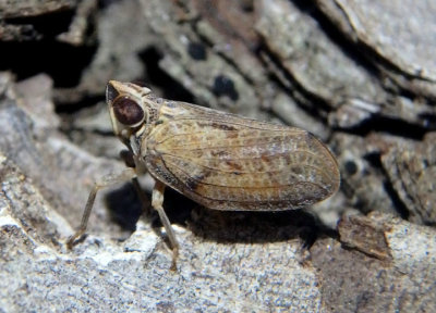 Fowlerium productum; Issid Planthopper species