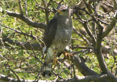 Gray Hawk