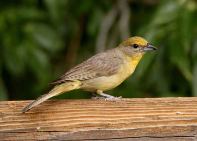 Hepatic Tanager; female