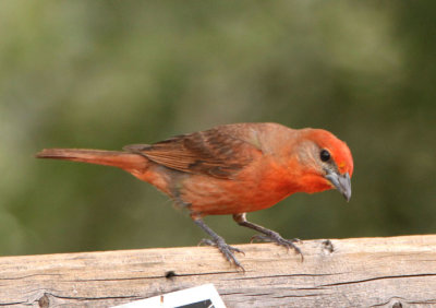Hepatic Tanager; male