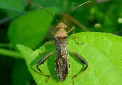 Hyalymenus tarsatus; Texas Bow-legged Bug