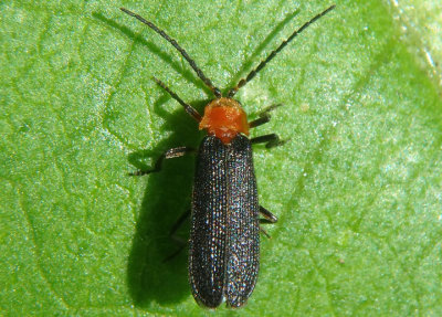 Plateros coccinicollis; Net-winged Beetle species
