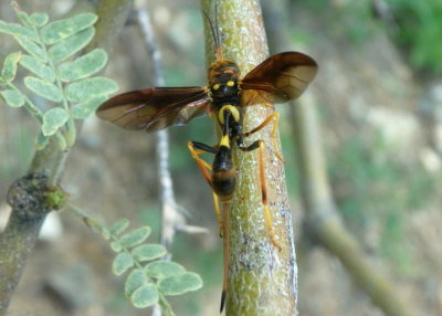 Pristaulacus auricomus; Aulacid Wasp species; female