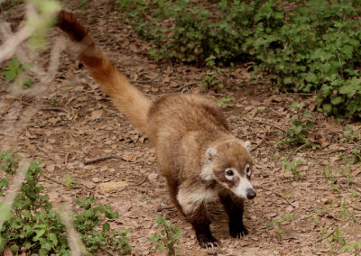 White-nosed Coati 