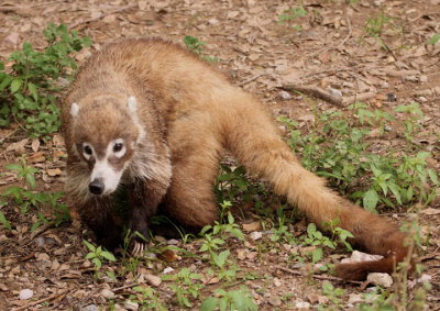 White-nosed Coati