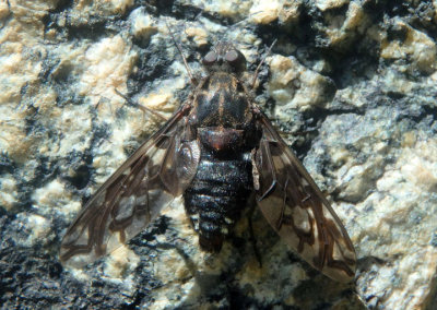 Xenox xylocopae; Bee Fly species