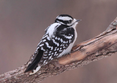 Downy Woodpecker; female