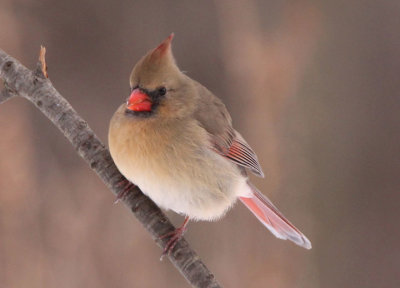 Northern Cardinal; female 