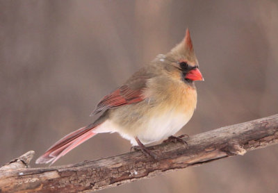 Northern Cardinal; female 