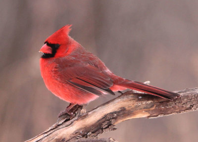 Northern Cardinal; male