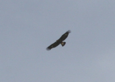 Golden Eagle; immature