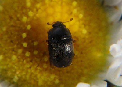 Nitidulidae Sap-feeding Beetle species