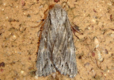 9576 - Rhizagrotis albalis; Dart Moth species