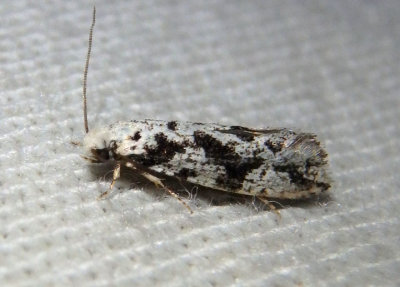 0264 - Nemapogon defectella; Clothes Moth species