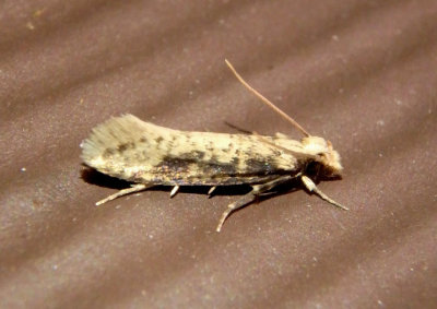 0328-0336 - Amydria Burrowing Webworm Moth species