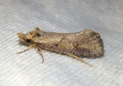 0363-0385 - Acrolophus macrophallus/variabilis complex; Tubeworm Moth species