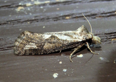 0363-0385 - Acrolophus macrophallus/variabilis complex; Tubeworm Moth species