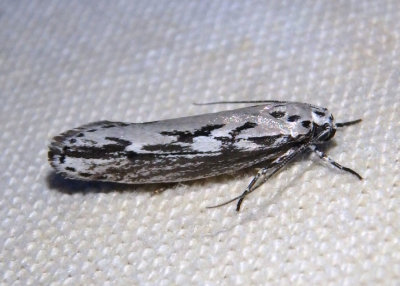 0981 - Ethmia semitenebrella; Twirler Moth species