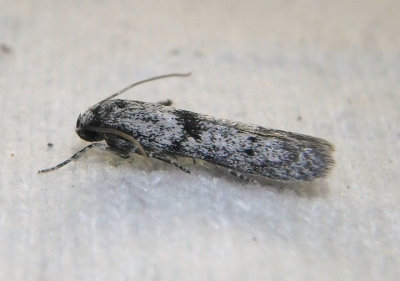 1151-1156 - Hypatopa Scavenger Moth species