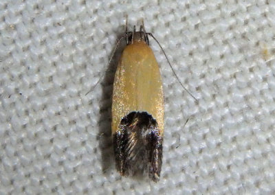 1525 - Triclonella xuthocelis; Cosmet Moth species