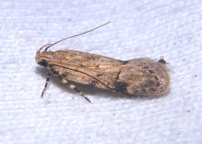 1916 - Friseria cockerelli; Mesquite Web Worm Moth
