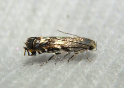 2212 - Calliprora sexstrigella; Twirler Moth species 