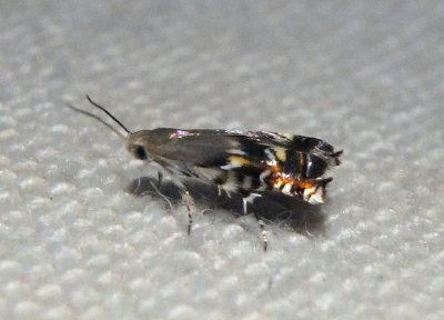 2212 - Calliprora sexstrigella; Twirler Moth species