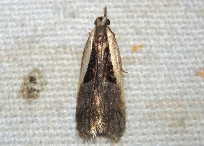 2302.2 - Dichomeris mulsa; Twirler Moth species