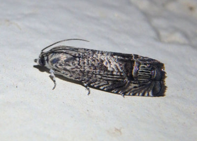 3444 - Ofatulena duodecemstriata; Tortricid Moth species