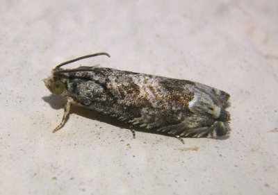 3458 - Cydia membrosa; Tortricid Moth species