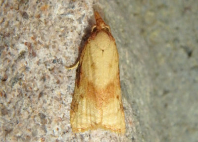 3738 - Platynota labiosana; Tortricid Moth species