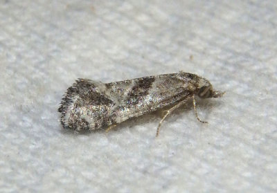 3791 - Eugnosta mexicana; Tortricid Moth specis
