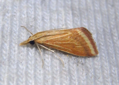 4796 - Microtheoris ophionalis; Yellow-veined Moth 