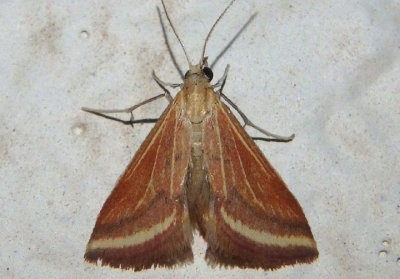 4796 - Microtheoris ophionalis; Yellow-veined Moth