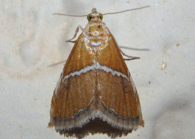 4866-4867 - Abegesta Pyralid Moth species