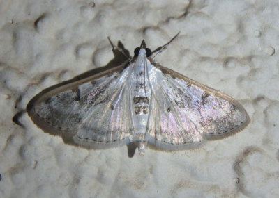 5220 - Palpita atrisquamalis; Gracile Palpita Moth 