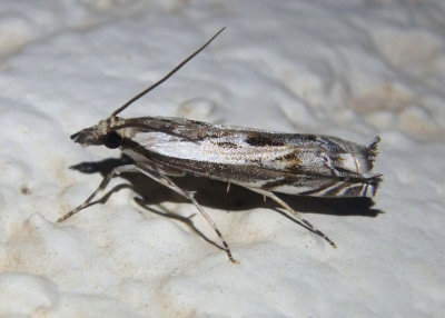 5330 - Mesolia huachucaella; Crambid Snout Moth species