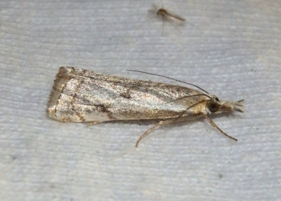 5421 - Microcrambus polingi; Crambine Snout Moth species