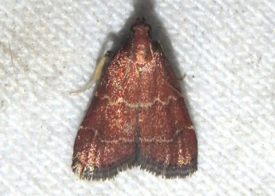 5567 - Arta epicoenalis; Pyralid Moth species