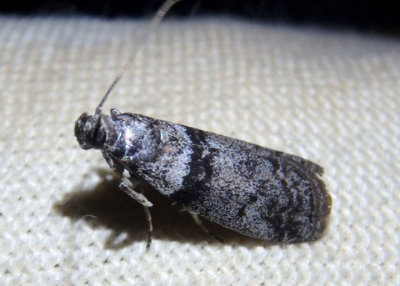 5801 - Sciota bifasciella; Pyralid Moth species
