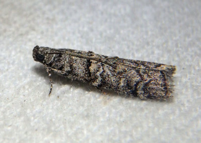 5863 - Dioryctria subtracta; Pyralid Moth species